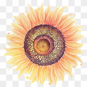 Sunflowers Png Watercolor - Watercolor Painting, Transparent Png - sunflowers png