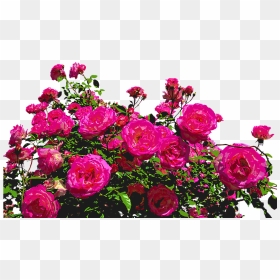Roses, Nature, Drawing, Flower, Rose Blooms, Blossom - Rose Bush Png, Transparent Png - rosas png
