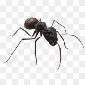 Carpenter Ant, HD Png Download - ant png