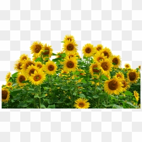 Free Photo Flower Sunflower Summer Yellow Flower Nature, HD Png Download - sunflowers png