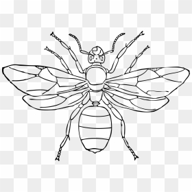 Brown Ant Svg Clip Arts - Symmetrical Insect Drawing, HD Png Download - ant png