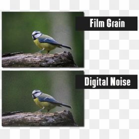 The Difference Between Digital Noise And Film Grain - Add Film Grain Noise, HD Png Download - film grain png