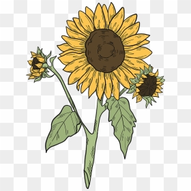Sunflowers Clipart - Sunflower, HD Png Download - sunflowers png