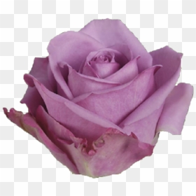 Cool Water Rose, HD Png Download - purple rose png