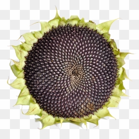 Sunflower With Black Seeds - Sunflower Seed, HD Png Download - sunflowers png