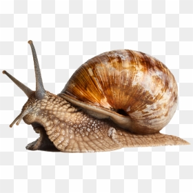 Snail Png - Snail Shell, Transparent Png - snail png