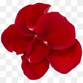 Petalas De Rosas Png - Petala De Rosa Png, Transparent Png - rosas png