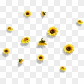 Sunflower Flower Nature Falling - Aesthetic Sunflower Transparent Background, HD Png Download - sunflowers png