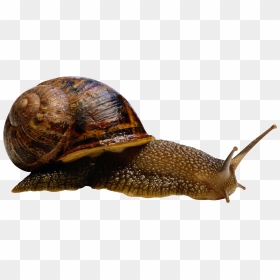 Snails Png Images Free Download, Snail Png - Transparent Background Snails Png, Png Download - snail png