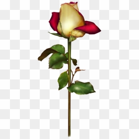 Blog, HD Png Download - rosas png
