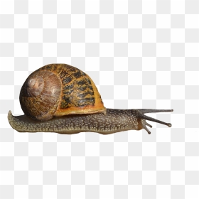 Portable Network Graphics Snails And Slugs Clip Art - Transparent Background Snails Png, Png Download - snail png