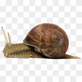 Snail - Snail Png, Transparent Png - snail png