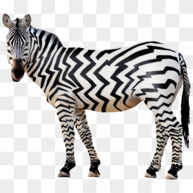 Zebra Png Free Download - Zebra Png, Transparent Png - zebra png
