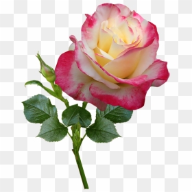 Rosas Sticker Clipart , Png Download - Sticker De Rosas, Transparent Png - rosas png
