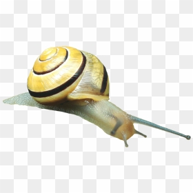 Snail Transparent Png Image Free - Molluscs Png, Png Download - snail png