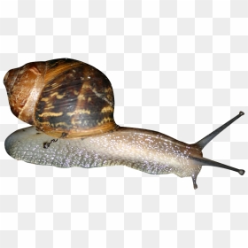 Snail Png - Transparent Clip Art Pics Snail, Png Download - snail png