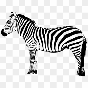 Zebra Free Png Image - Transparent Zebra Vector Png, Png Download - zebra png