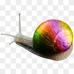 Snail Png Image Transparent Background - Portable Network Graphics, Png Download - snail png
