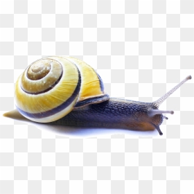 Snail Video Servers Carlo Tuzza Computer Servers - Download, HD Png Download - snail png