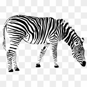 Zebra Drawing Png, Transparent Png - zebra png