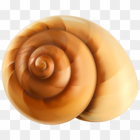 Snail Shell Png , Png Download - Snail Shell Clipart, Transparent Png - snail png