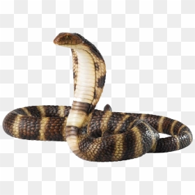 Share This Image - Cobra Png, Transparent Png - gucci snake png