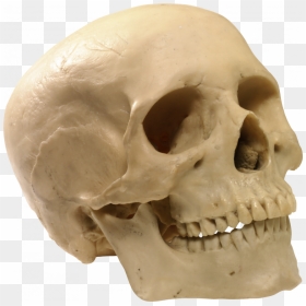 Free Download Of Skeleton - Human Skull Transparent Background, HD Png Download - skulls png