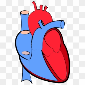 Real Transparent Heart Png, Png Download - real heart png