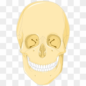 Skulls 1 Smart Servier - Skull, HD Png Download - skulls png