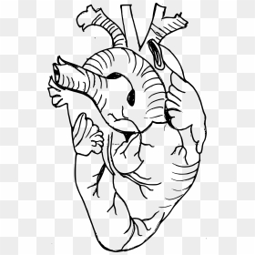 2 Real Heart Drawing - Real Heart Drawing Png, Transparent Png - real heart png