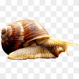 Mollusk Definition, HD Png Download - snail png