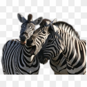 Portable Network Graphics, HD Png Download - zebra png