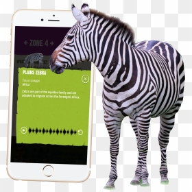 Transparent Safari Animals Png - Zebra, Png Download - zebra png