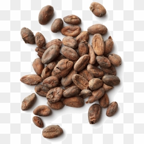 Thumb Image - Transparent Cocoa Bean Png, Png Download - beans png