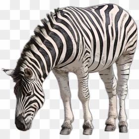Zebra, HD Png Download - zebra png