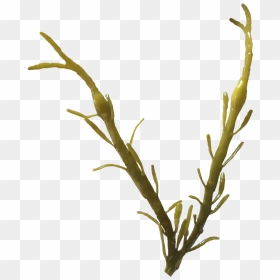 Ascophyllum Nodosum Png, Transparent Png - seaweed png