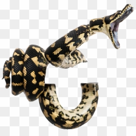 Snake Snakes Coiled Striking Boa Constrictor Boaconstri - Python Snake Png, Transparent Png - gucci snake png