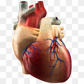 Thumb Image - Man Heart Images Png, Transparent Png - real heart png