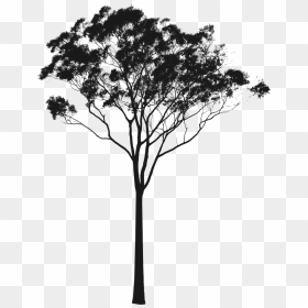 Eucalyptus Or Gum Tree Silhouette Australia - Gum Tree Silhouette, HD Png Download - tree line png