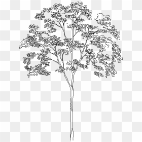 Transparent Tree Line Png - Tree Line Drawing Png, Png Download - tree line png