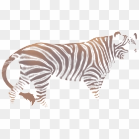 Zebra, HD Png Download - zebra png