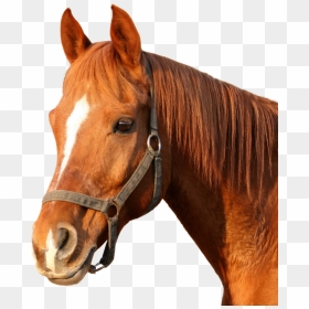 Horse Png Image - Horse Png Head, Transparent Png - unicorn head png