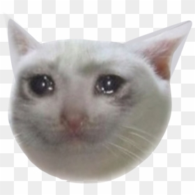 Hd Cryingcat 181 Kb - Crying Cat Meme Png, Transparent Png - to be continued meme png