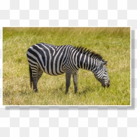This Would Create Convection Currents Around The Zebra - Zebra, HD Png Download - zebra png