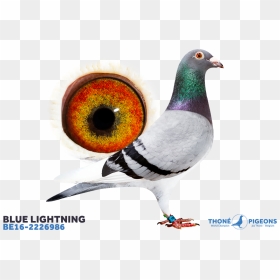 Columbidae, HD Png Download - blue lightning png