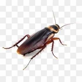 Cockroach Png Clipart Background - Ohio Cockroaches, Transparent Png - cockroach png