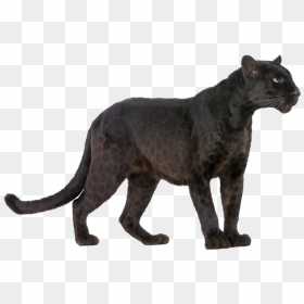 Panther Png Transparent Image - Black Panther Animal Print, Png Download - panther png