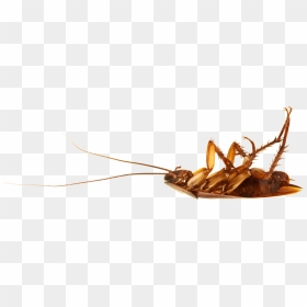 Cockroach On Back - Cockroach On Back Png, Transparent Png - cockroach png