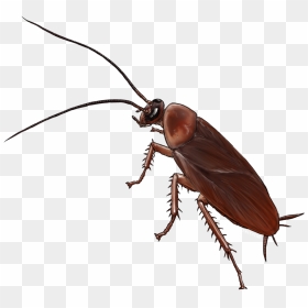 American Cockroach Insect Drawing German Cockroach - Cartoon Image Of Cockroach, HD Png Download - cockroach png