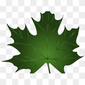 Transparent Fall Leaves And Pumpkins Border Png - Clip Art Green Leaf, Png Download - fall leaves border png